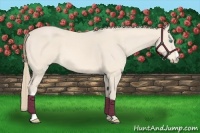 Horse Color:Perlino 
