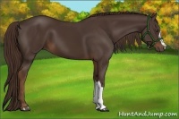Horse Color:Liver Chestnut 