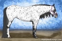 Horse Color:Black Near Leopard 