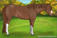Horse Color:Chestnut 