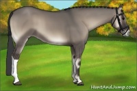 Horse Color:Grullo Onyx
