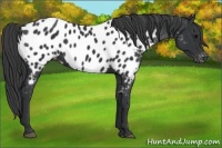 Horse Color:Black Appaloosa 