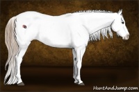 Horse Color:Red Dun Appaloosa 