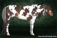 Horse Color:White Spotted Liver Chestnut 