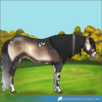 Horse Color:White Spotted Brown Onyx 
