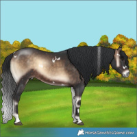 Horse Color:White Spotted Brown Onyx 