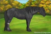 Horse Color:Black  Brindle