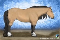 Horse Color:Buckskin  and Buckskin 