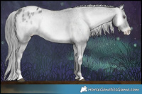 Horse Color:Blue Onyx Chinchilla Appaloosa 