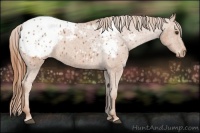 Horse Color:Chestnut Appaloosa