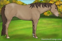 Horse Color:Classic Champagne