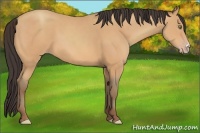 Horse Color:Amber Champagne