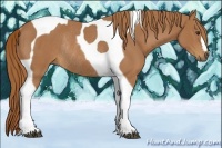 Horse Color:Chestnut Tobiano Rabicano