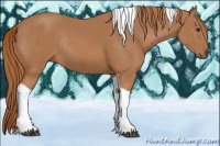 Horse Color:Chestnut Tobiano Rabicano