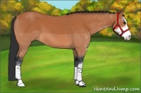 Horse Color:Bay Sabino 
