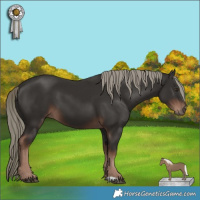 Horse Color:Liver Chestnut Mushroom 