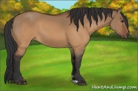 Horse Color:Brown Dun