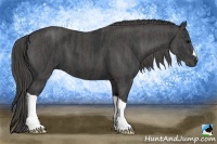 Horse Color:Black  Brindle