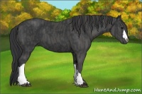 Horse Color:Black  Brindle