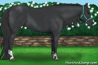 Horse Color:Black and Black