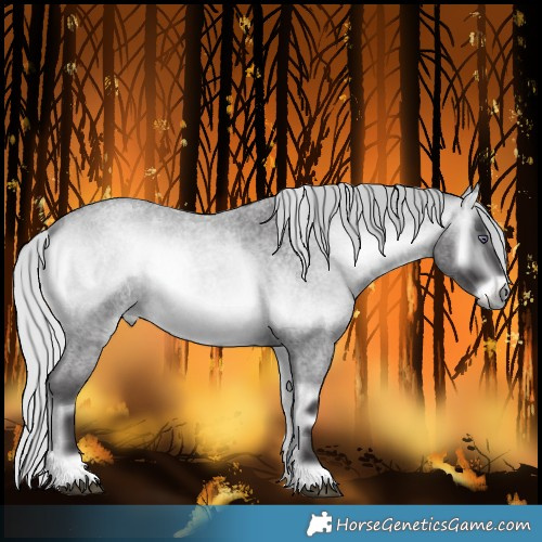 Horse Color:Silver Buckskin Chinchilla Roan Onyx 