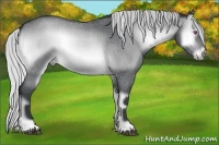 Horse Color:Silver Buckskin Chinchilla Roan Onyx 