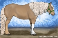 Horse Color:Palomino