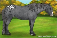 Horse Color:Black Splash Appaloosa 