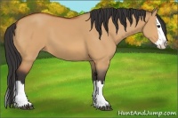 Horse Color:Bay Dun Splash 