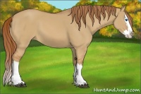 Horse Color:Red Dun Splash 