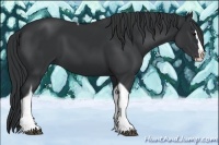 Horse Color:Black Splash Tobiano