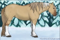Horse Color:Red Dun Tobiano 