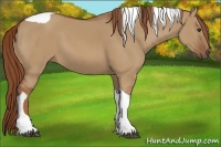 Horse Color:Red Dun Tobiano 