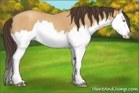 Horse Color:Amber Champagne Splash 