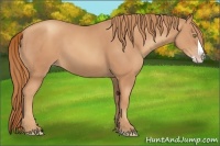 Horse Color:Gold Champagne Splash