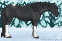 Horse Color:Black Tobiano