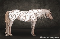Horse Color:Red Roan Near Leopard 