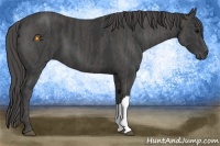 Horse Color:Black  Brindle
