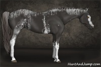 Horse Color:White Spotted Liver Chestnut  and White Spotted Liver Chestnut 