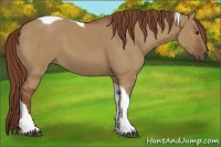 Horse Color:Red Dun Tobiano