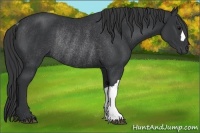 Horse Color:Black Rabicano