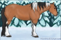 Horse Color:Bay Tobiano 