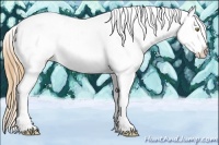 Horse Color:Gold Champagne Appaloosa