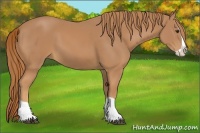 Horse Color:Chestnut Splash 