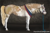 Horse Color:Red Dun Sabino Splash Rabicano