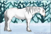 Horse Color:Bay Sabino 