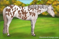 Horse Color:Chestnut Appaloosa 