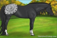 Horse Color:Black and Black