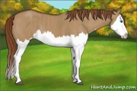 Horse Color:Red Dun Splash  Brindle
