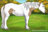 Horse Color:Palomino Splash Tobiano 